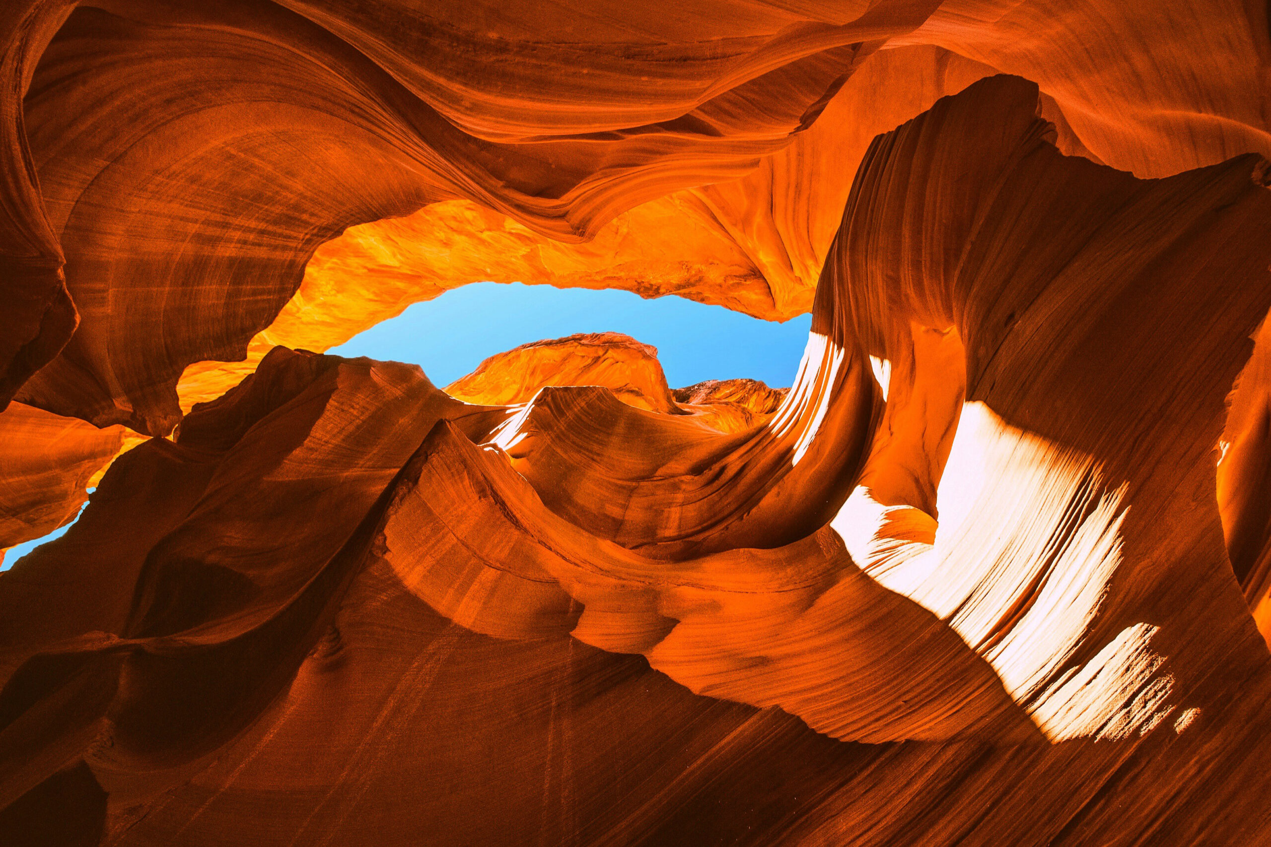 Antelope